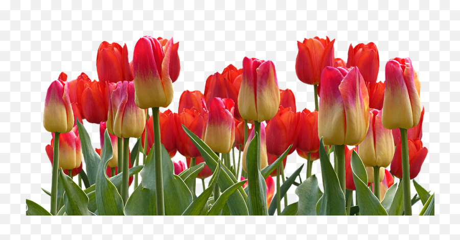 Png Bunga Tulip Transparent Tulippng Images Pluspng - Flower Nature Good Morning,Real Flowers Png