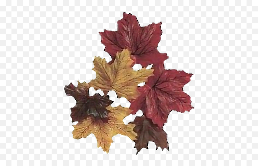 Fall Leaves Leaf Autumn Windy Cold Breeze Plant Stem - Maple Leaf Png,Fall Leave Png