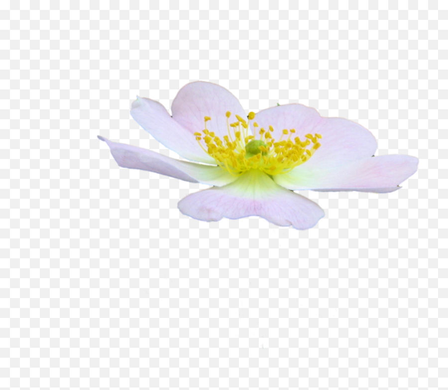 Cute Flower Png - Rosa Rubiginosa,Cute Flower Png