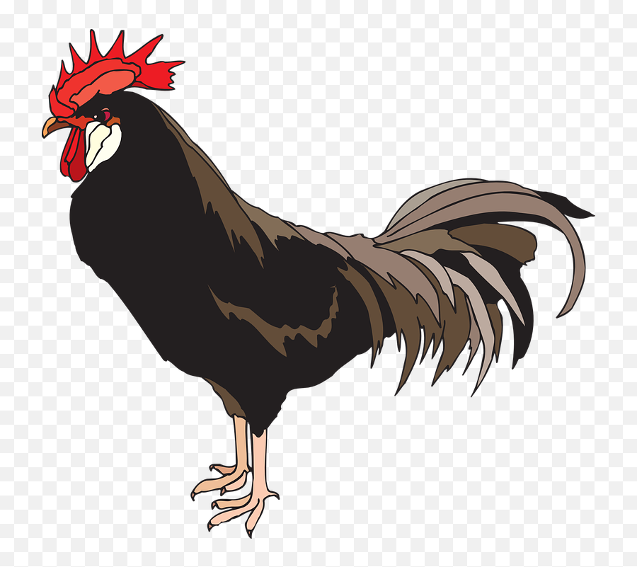 Rooster Cockerel Cock - Free Vector Graphic On Pixabay Bau Cua Ca Cop Png,Chicken Head Png