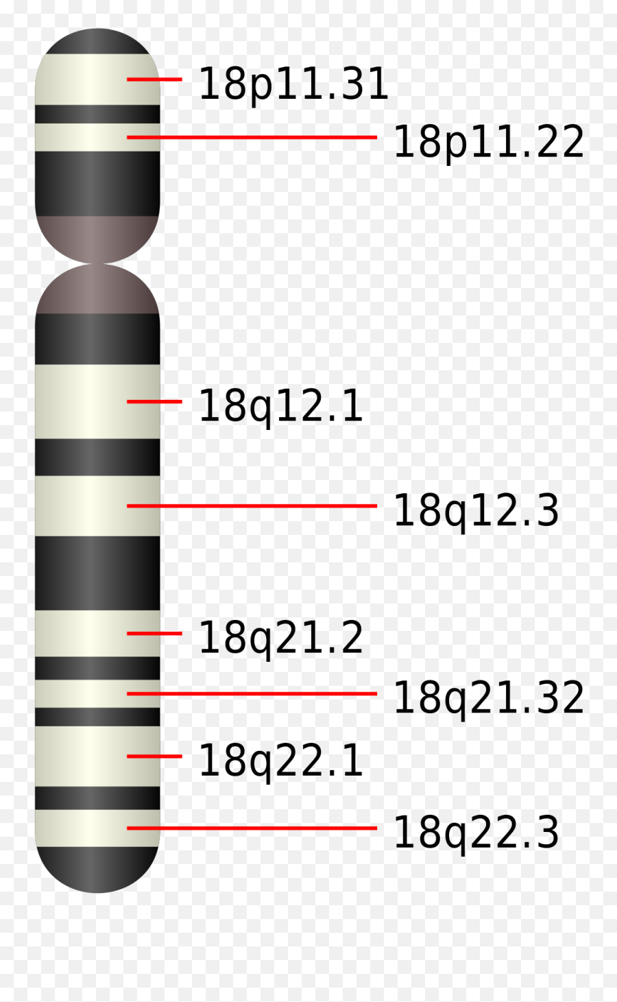 Edwards Syndrome - Wikipedia 16 Png,Chromosome Png