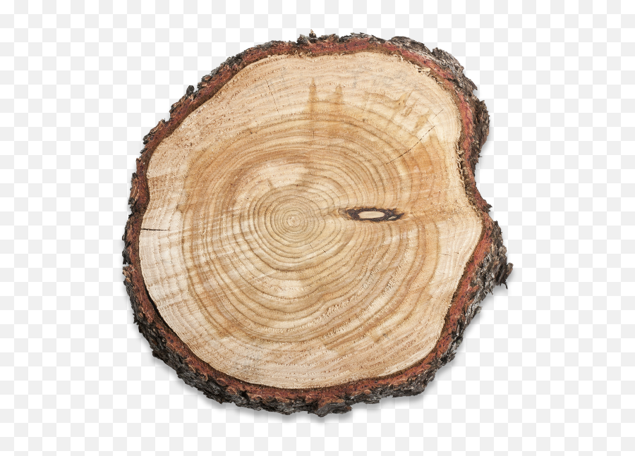 Tree Trunk Png - Tree Trunk Cut Png,Piece Of Wood Png