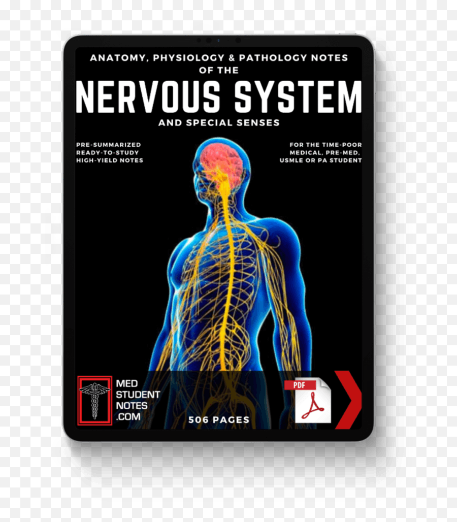 The Nervous System Special Senses Notes Png