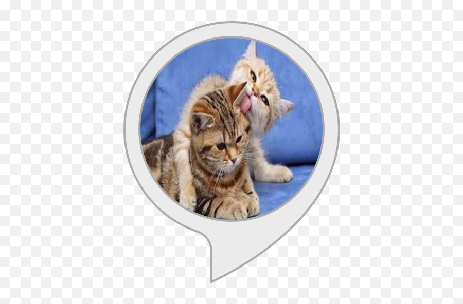Alexa Skills - Pokemon Licky Cats Png,Angry Cat Png