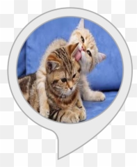 Alexa Skills - Pokemon Licky Cats Png,Angry Cat Png