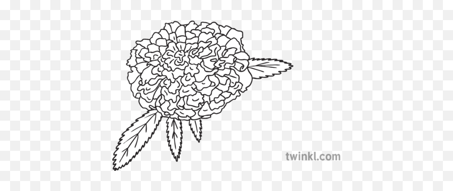 Marigold Flower Ks1 Bw Rgb Illustration - Line Art Png,Marigold Png