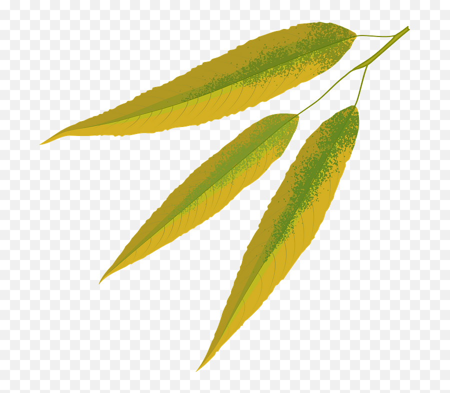 White Willow Autumn Leaf Clipart Free Download Transparent - Silver Willow Leaves Clipart Png,Leaf Clipart Transparent