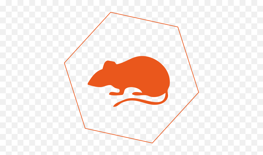 Rats - Orange Rat Transparent Png,Rat Transparent