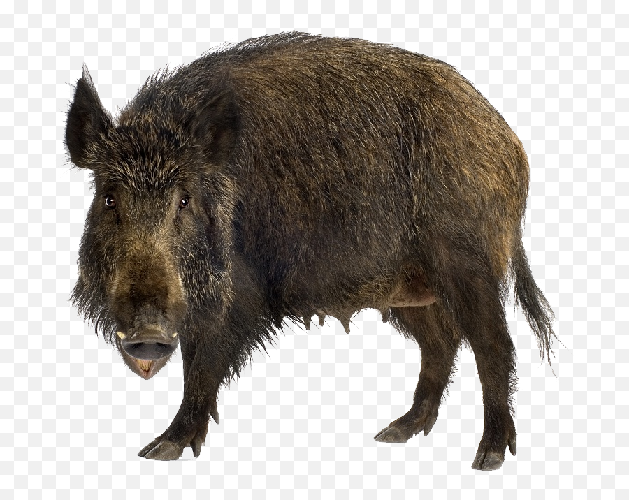 Boar Png Images Free Download Wild Pig - Wild Boar Png,Hog Png