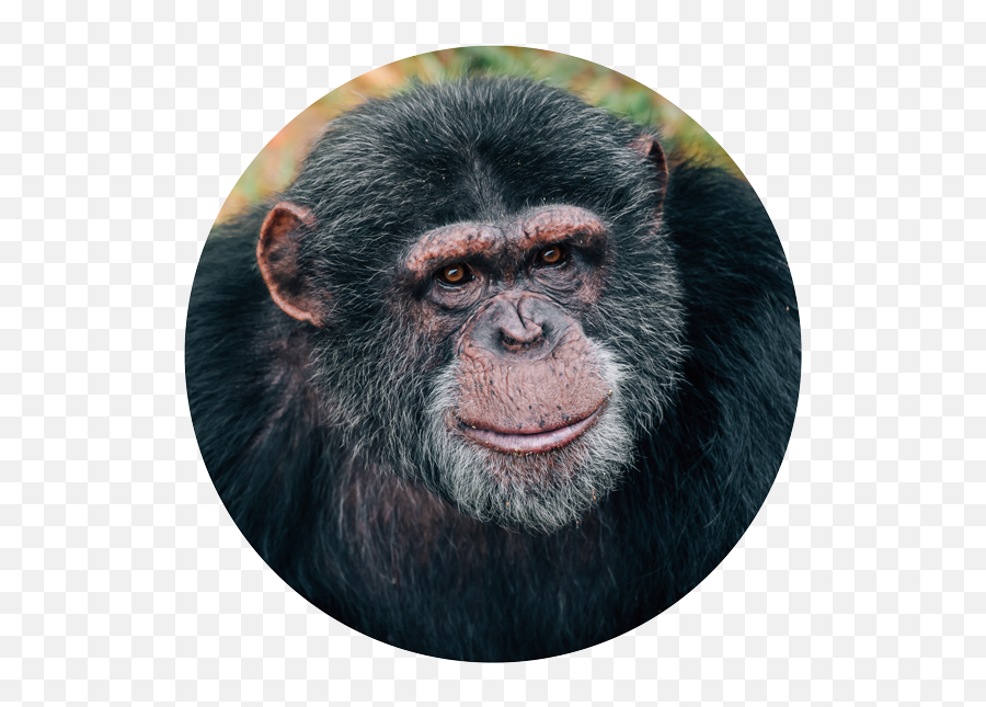 Chimphaven - Old World Monkeys Png,Chimpanzee Png