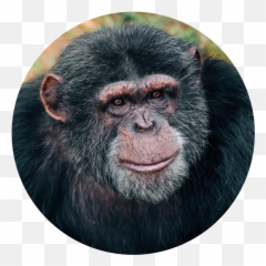 Chimphaven - Old World Monkeys Png,Chimpanzee Png