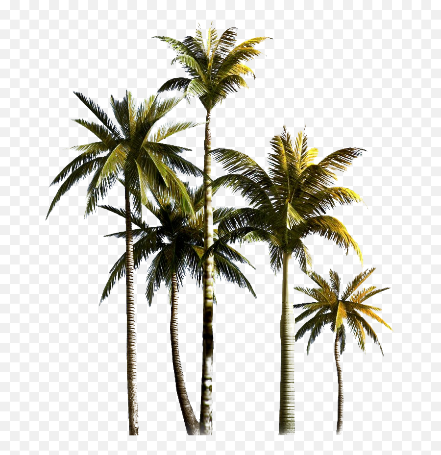 Palm Tree Png Hd Quality - Coconut Tree Transparent Background,Palm Tree Png Transparent