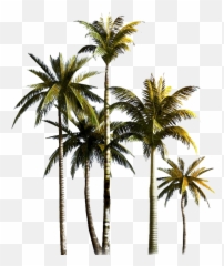 Palm Tree Png Hd Quality - Coconut Transparent Background