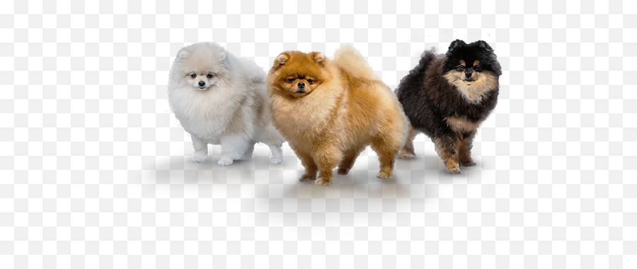 Pomeranian Dog - Northern Breed Group Png,Pomeranian Png