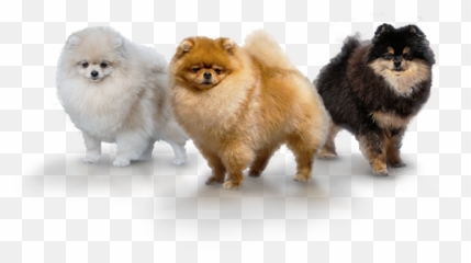 Pomeranian Dog - Northern Breed Group Png,Pomeranian Png