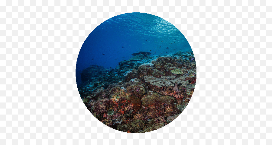 Lembongan Diving Sites - Twin Island Dive Lembongan Undersea Province Png,Transparent Ribbon Eel