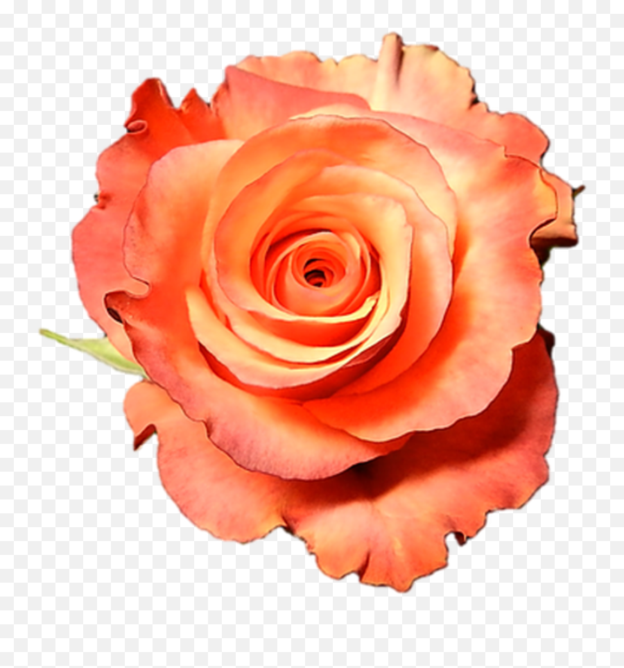 High And Sunshine Peach Roses Wholesale - Long Stem 50 Cm Fresh Png,Orange Flower Png