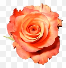 High And Sunshine Peach Roses Wholesale - Long Stem 50 Cm Fresh Png,Orange Flower Png
