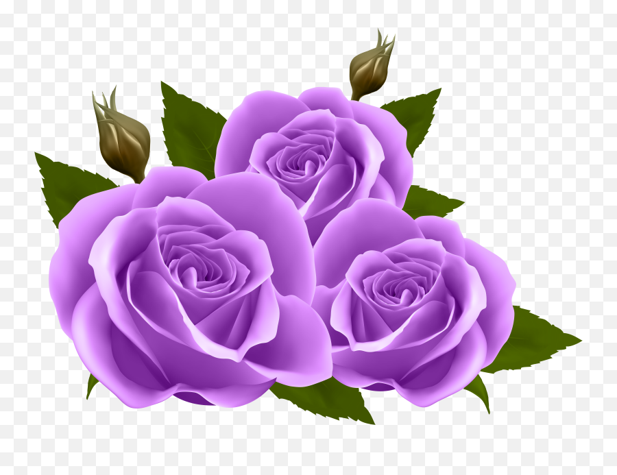 Purple Roses Png Clip Art Image - Purple Rose Clip Art,Purple Flowers Png