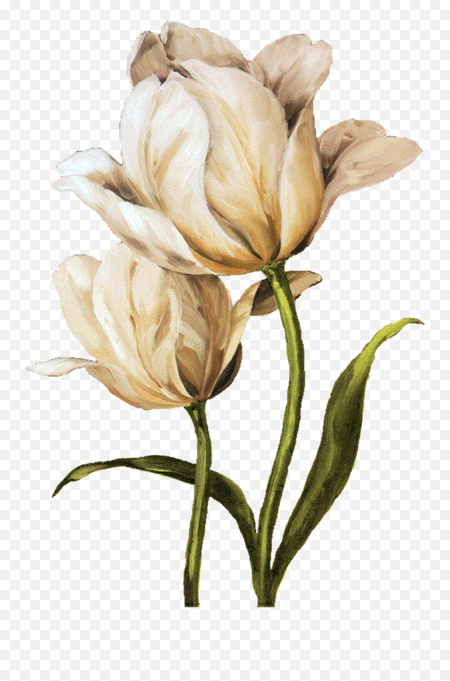 Iris Flower Png - I Ekler Png Clipart Lisa Audit Young Oil Painted Flowers Png,Iris Flower Png