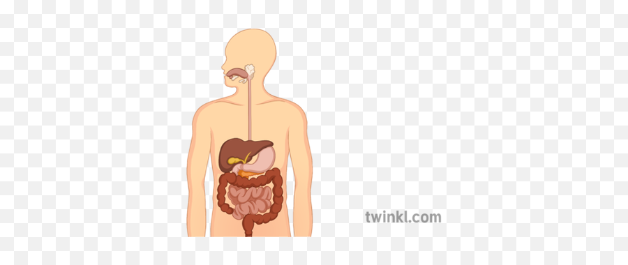 Human Digestive System Illustration - Digestive System Cartoon Seperated Png,Digestive System Png