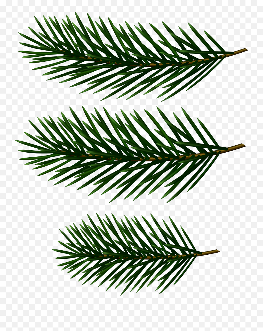 Pine Tree Clipart Line Art - Pine Tree Branch Clip Art Png,Pine Branch Png