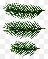 Pine Tree Clipart Line Art - Branch png