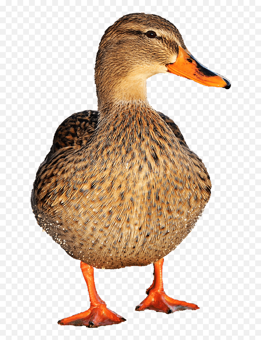 Duck Female Transparent Png - Duck Transparent,Duck Png
