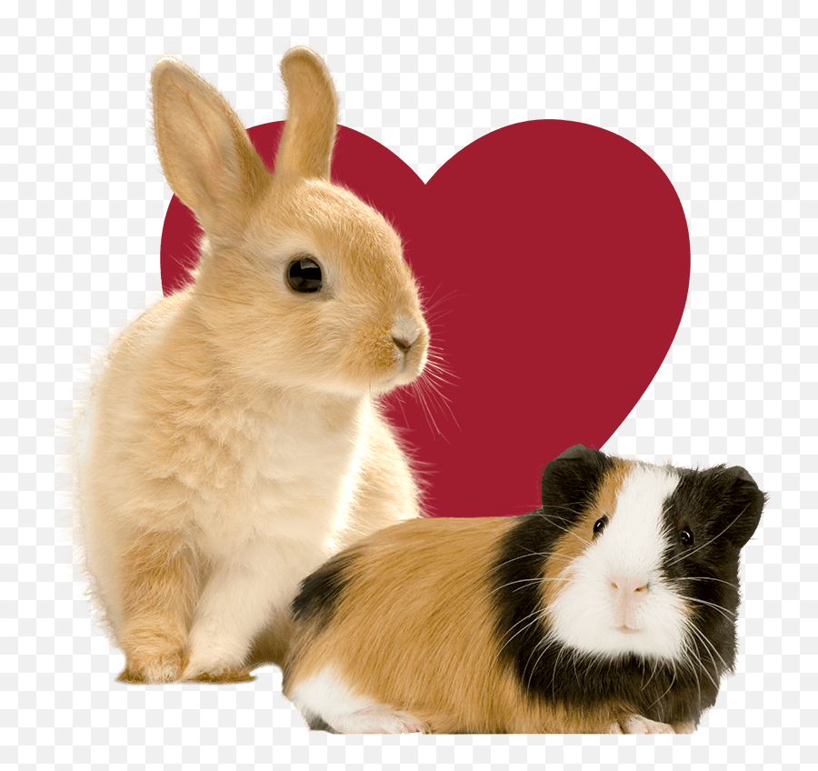 Other Bonded Pets U2013 Doggierescue - Guinea Pig Png,Guinea Pig Icon