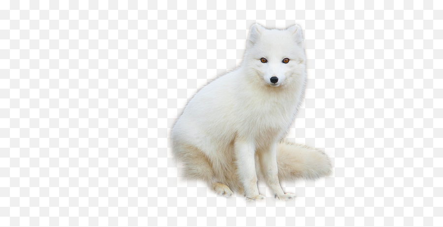 White Fox Png Image - Arctic Fox Png,Fox Png