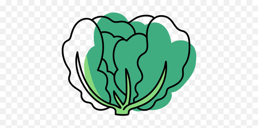 Cabbage Vector U0026 Templates Ai Png Svg Icon