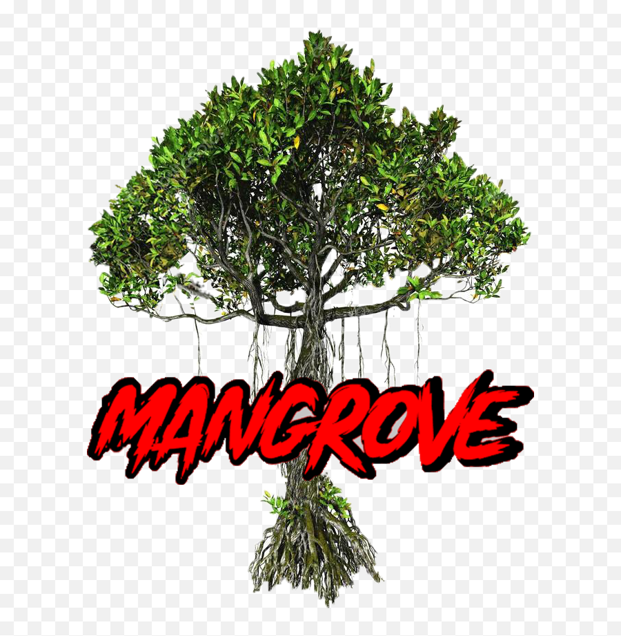Mangrove Unparalleled Png
