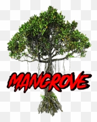 Mangrove Unparalleled Png