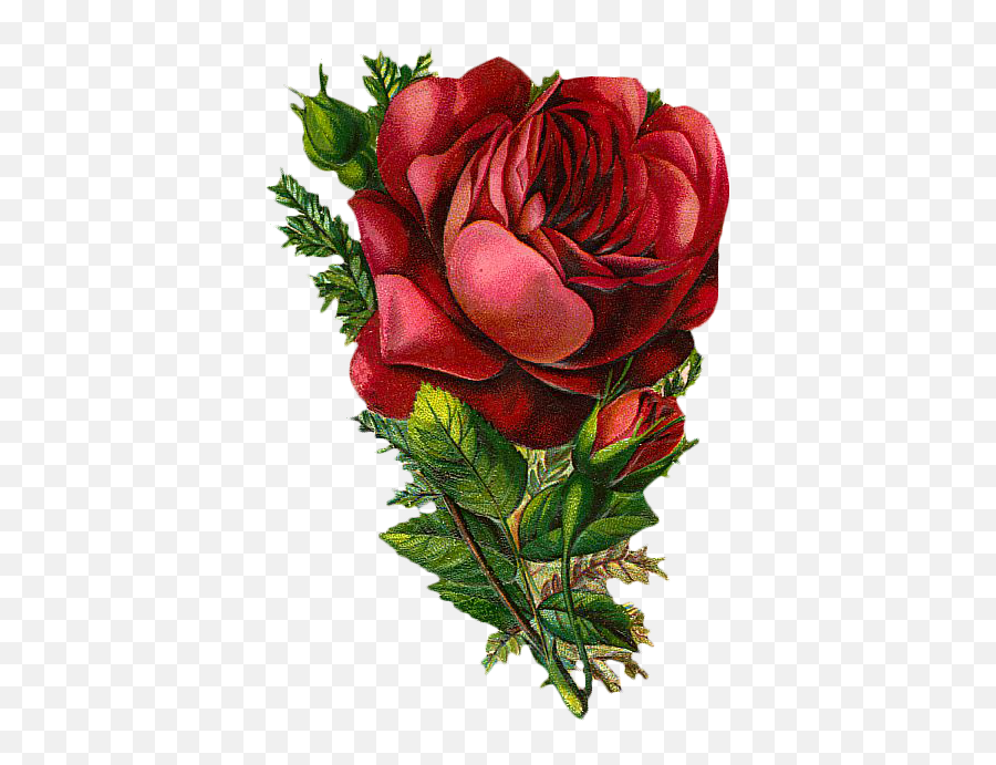 Red Vintage Flower Png 1 Image - Png Vintage Rose,Red Rose Png