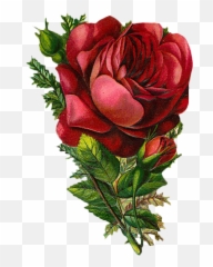 Red Vintage Flower Png 1 Image - Png Vintage Rose