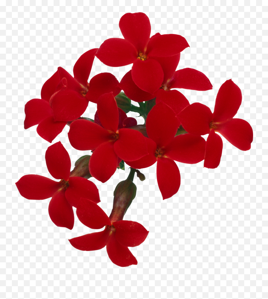 Flores Png Ramos Etc Renders - Flores Reales Png Full Flores Rojas Dibujo Png,Flores Png