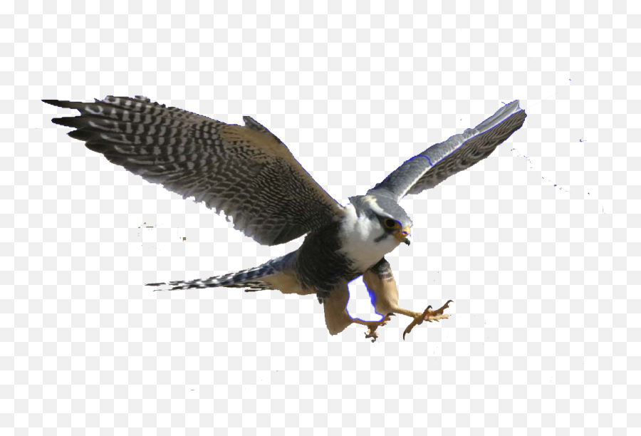 Download Png Royalty Free Stock Falcon - Peregrine Falcon Transparent Background,Falcon Png