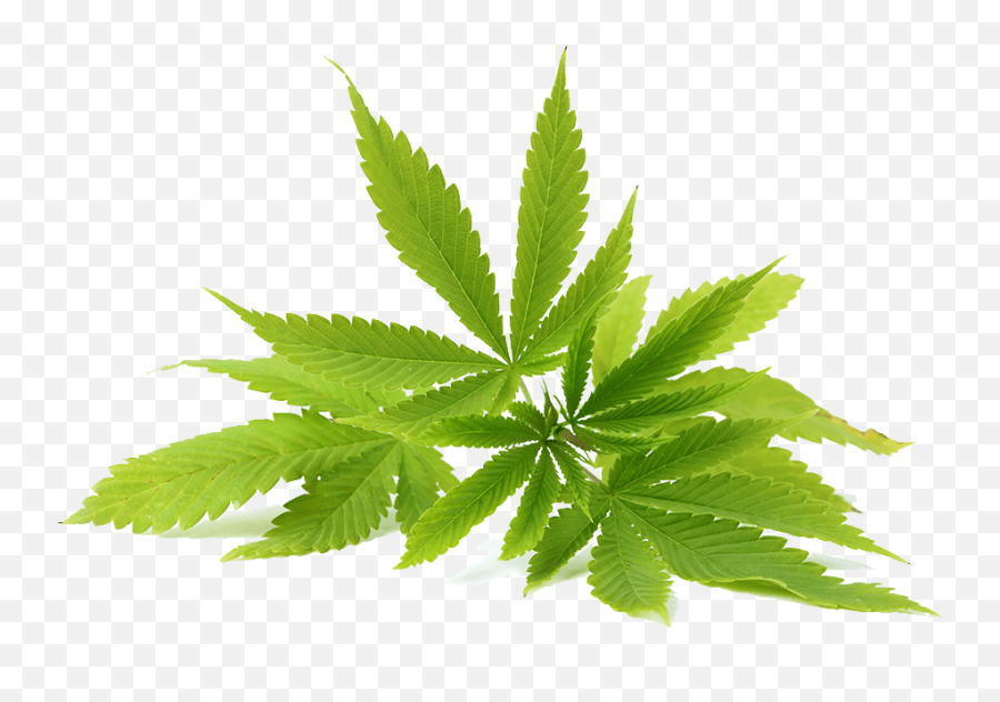 Cannabis Png - Neem Oil Neem Leaf Png,Cannabis Png