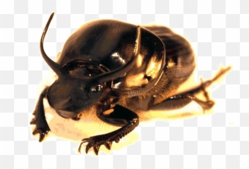 Beetle Png High - Clip Art,Beetle Png