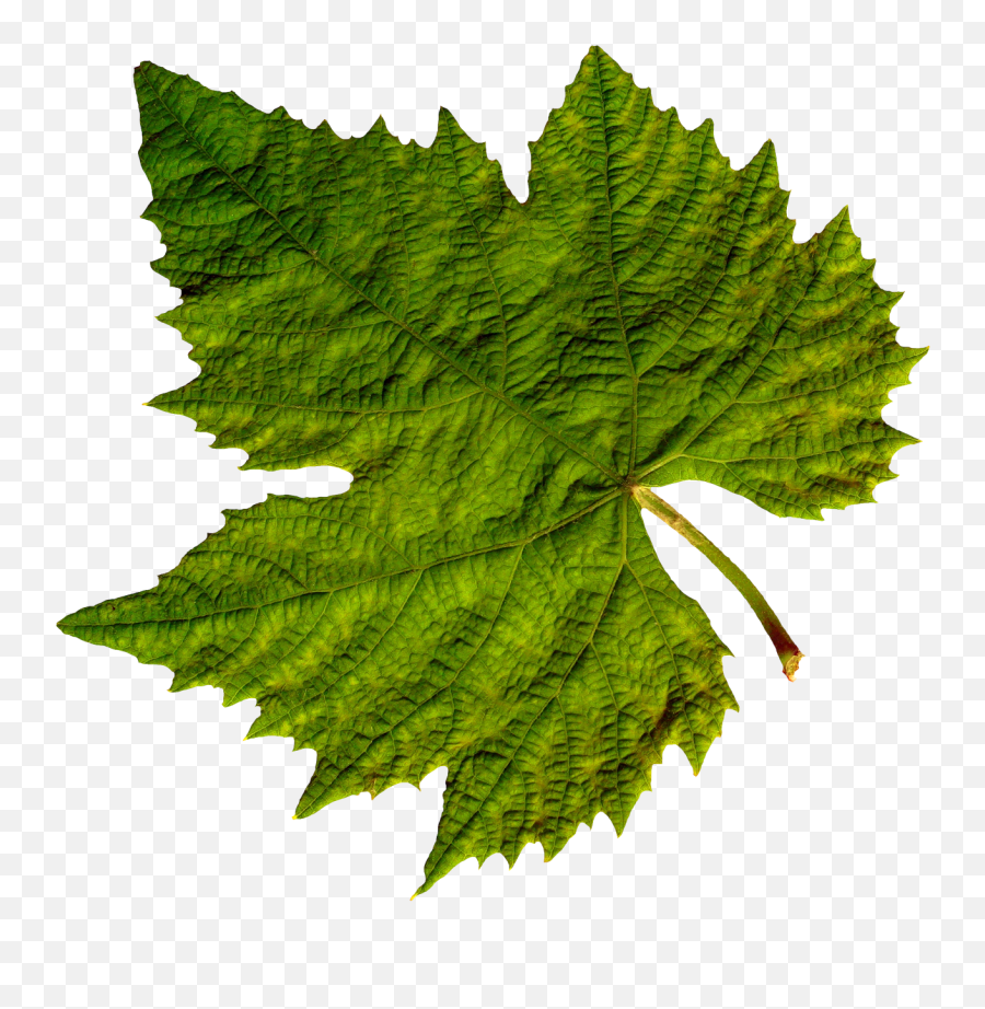 Download Green Leaves Png Image For Free - Transparent Transparent Background Leaf Png,Foliage Png