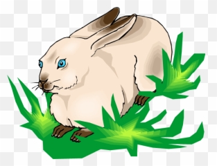 Rabbit Clipart Grass - Png Download Full Size White Eating