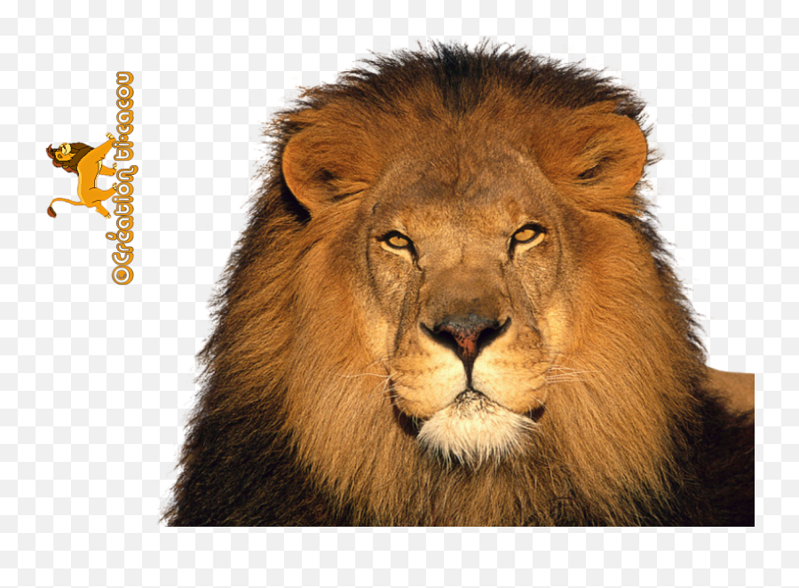 Lions Png Images And Lion Clipart Free Download - Free Animal Facing The Camera,Lion Png