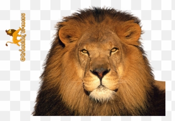 Lions Png Images And Clipart Free Download - Animal Facing The Camera