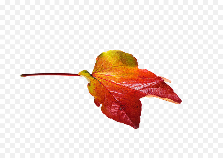Free Image - Autumn Leaves Leaf Transparent Laub Png,Fall Leaf Transparent Background