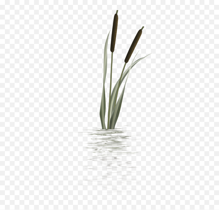 Bulrush Plants Plant Stem Flower - Transparent Cat Tail Plant Png,Cat Tail Png