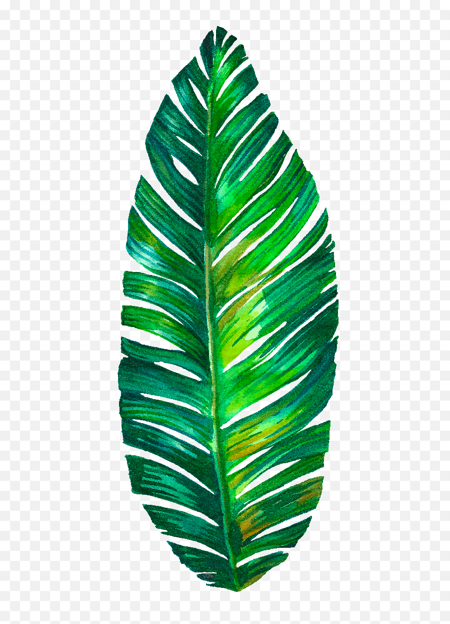 Leaf - Watercolour Palm Leaves Png,Monstera Leaf Png