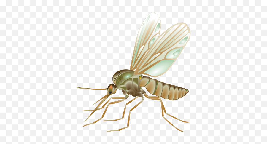 Mosquito Fly Vector Insect - Dibujos De Mosquitos Reslista Png,Mosquito Transparent Background