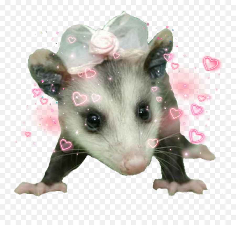 Possum Cute Sticker - Possum Png Transparent,Opossum Png