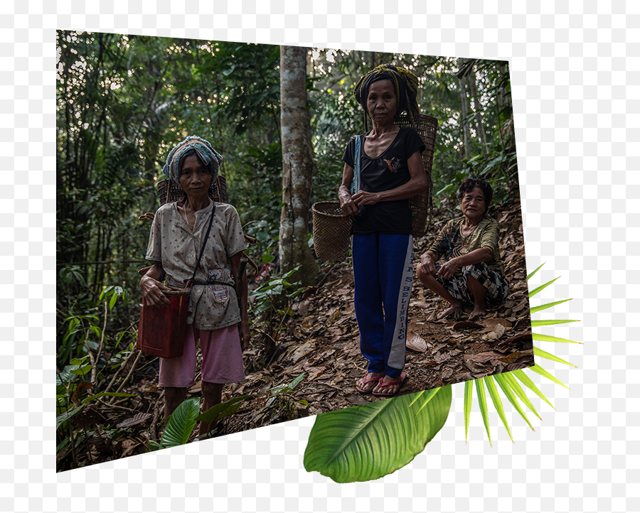 Forestwise - Forest Png,Rainforest Png