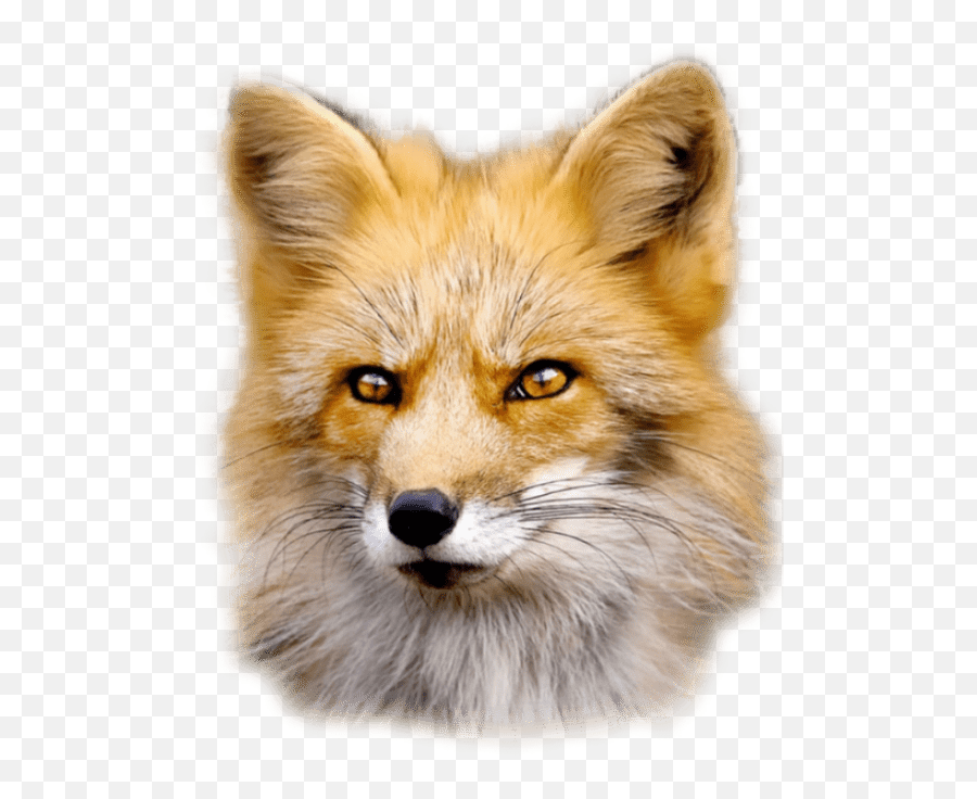 Fennec Fox Png - Red Fox,Fennec Fox Png